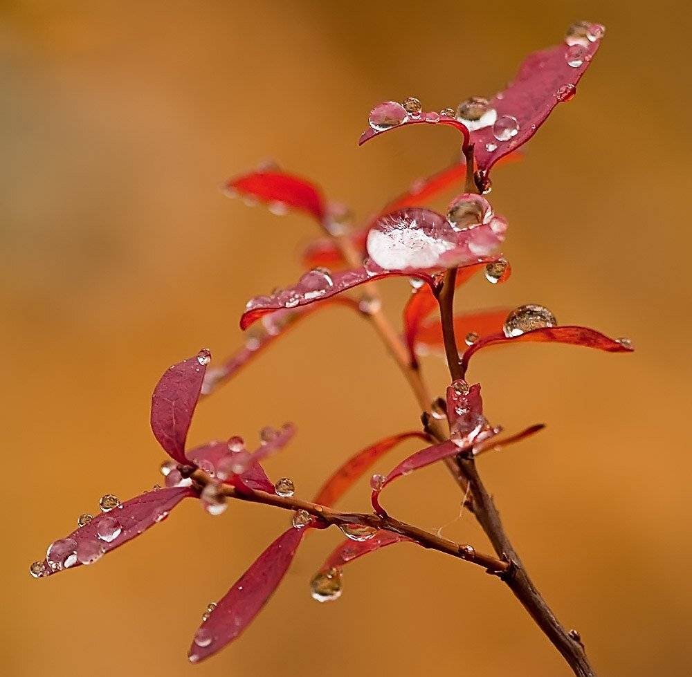 краски осени. Автор: Danil Husainov осень, макро, природа,, Danil Husainov