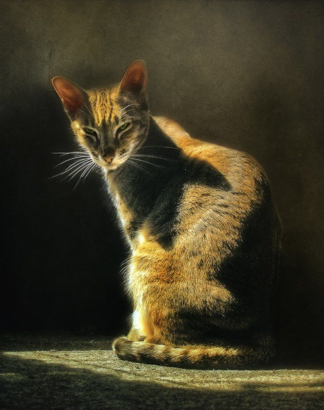 Кошка, которая глядела на короля...photo preview