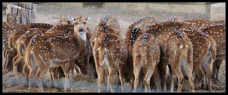 фото меня кто-то звалphoto preview