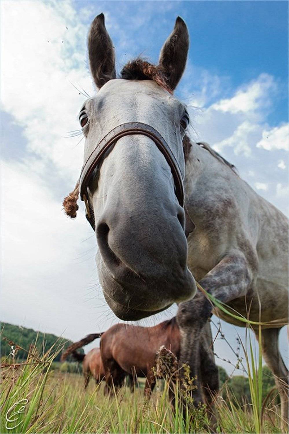 Женя, где ты был?. Автор: Евгений Сергеев , Евгений Сергеев