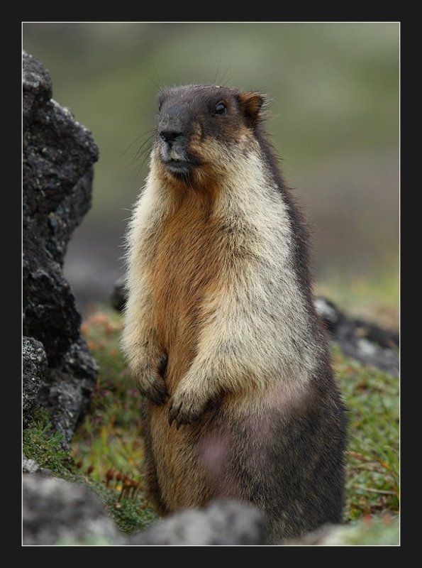 тарбаган, черношапочный сурок Меховой столбикphoto preview