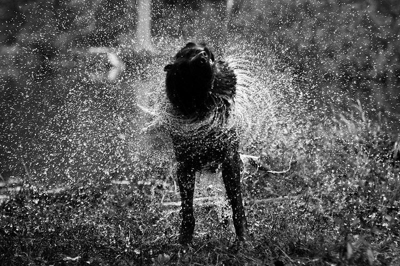 Брызгиphoto preview