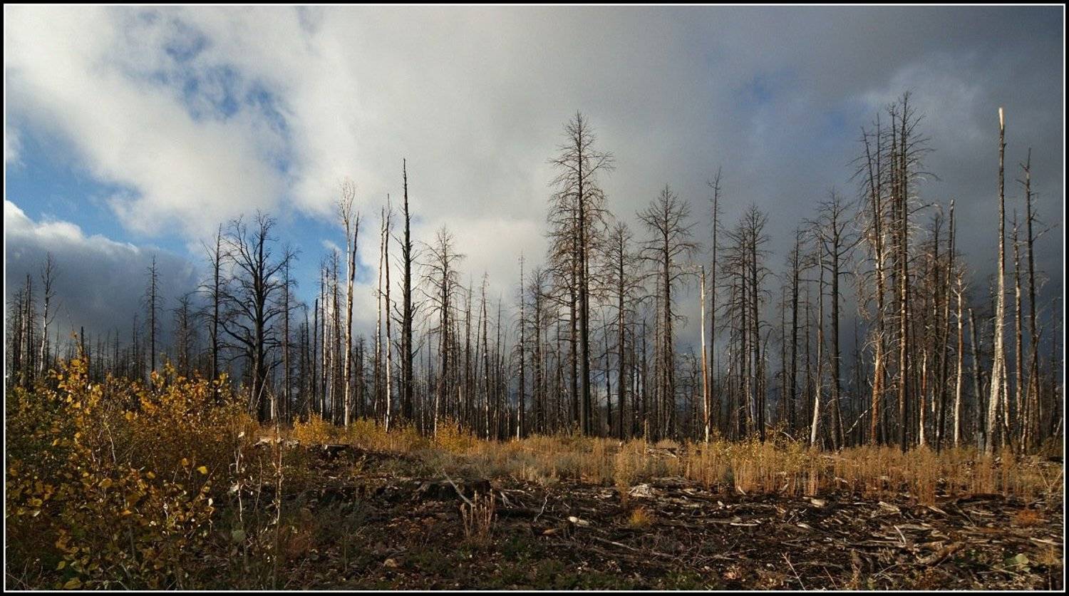 Осень в сгоревшем лесу. Автор: Yurma , Yurma