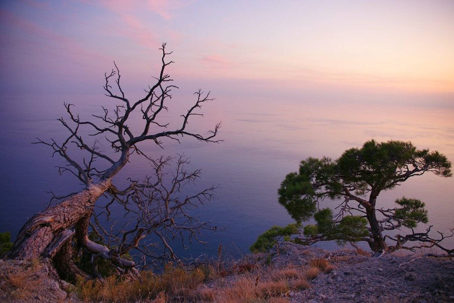 Живое и мёртвое... Автор: senjor крым, дерево, закат, senjor