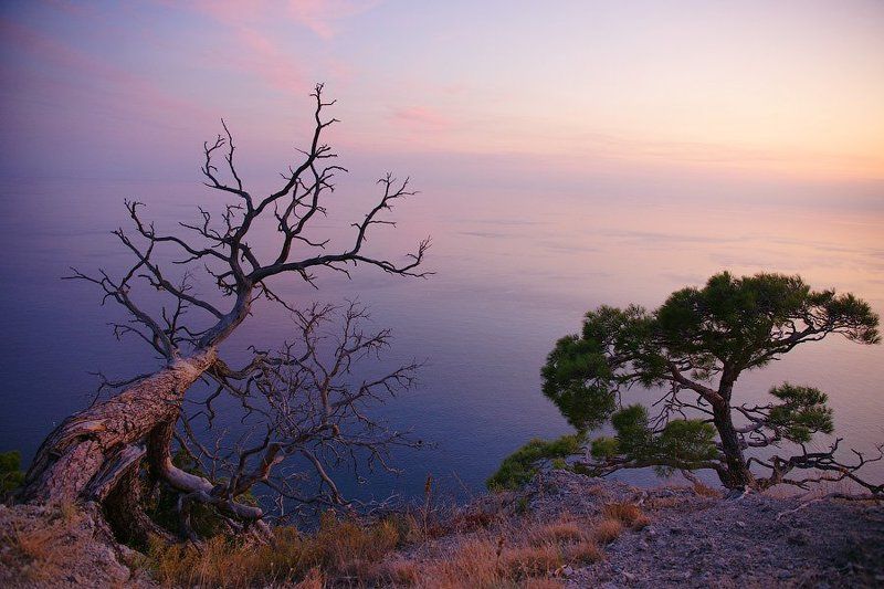 крым, дерево, закат Живое и мёртвое..photo preview