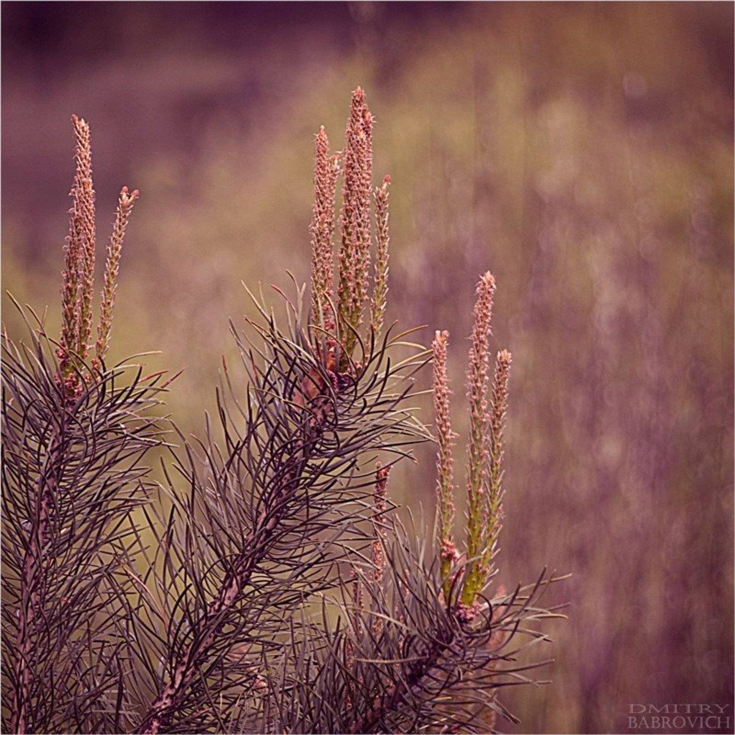 природа, ель, Dmitry Babrovich