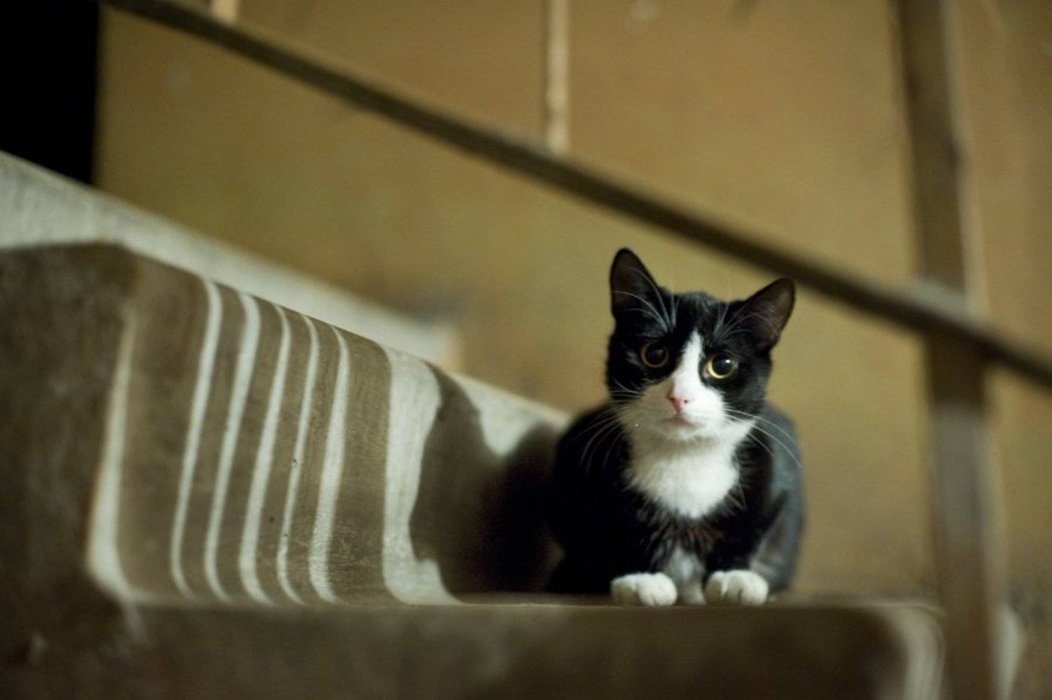 Мне баллы не нужны, мне бы погреться. Автор: Пугачёв Евгений Павлович кот,время,жизнь,животные,свет,тень, Пугачёв Евгений Павлович