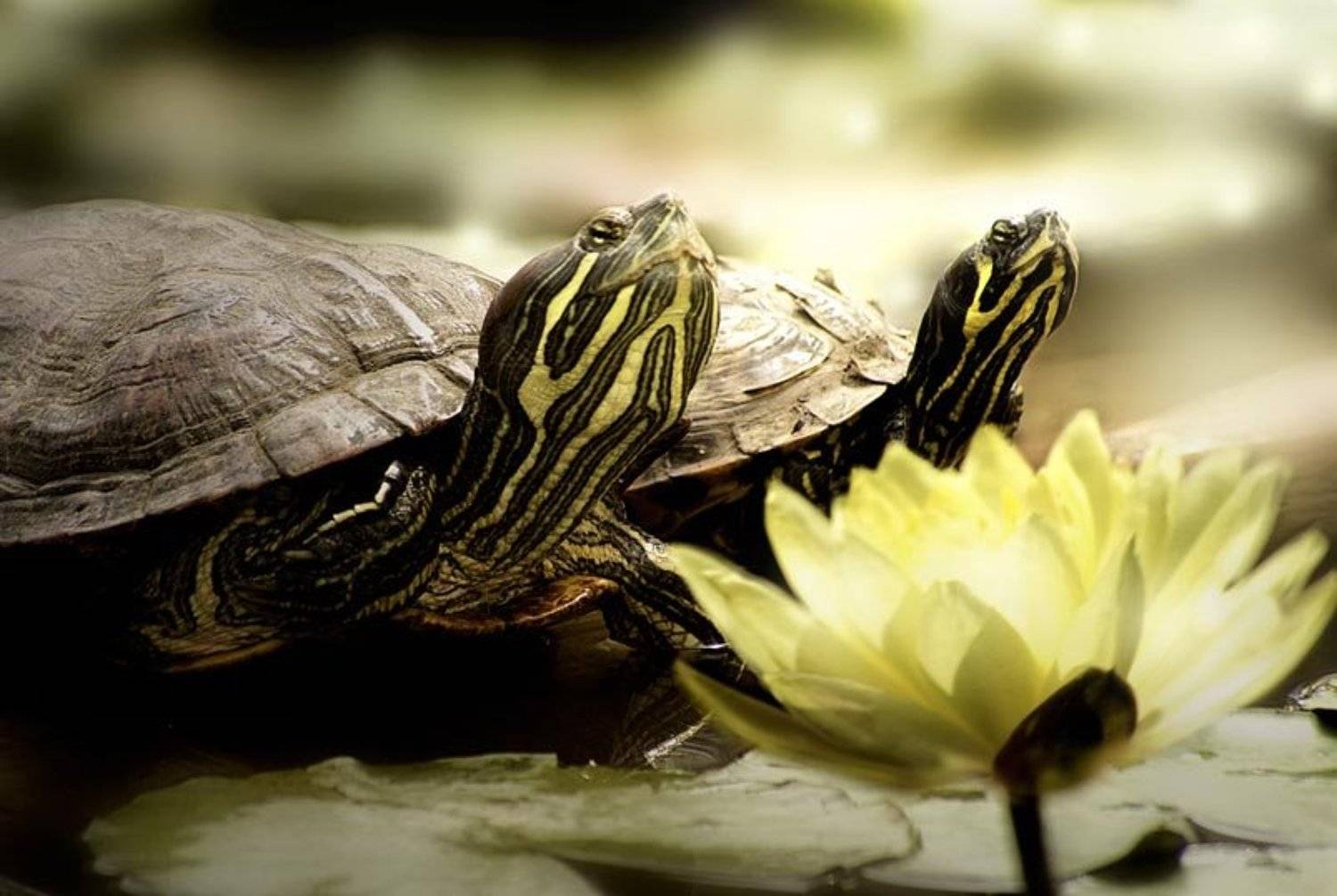 общность взглядов.... Автор: Татьяна Гориловская черепахи, взгляд, лотос, зоопарк, любовь, Татьяна Гориловская