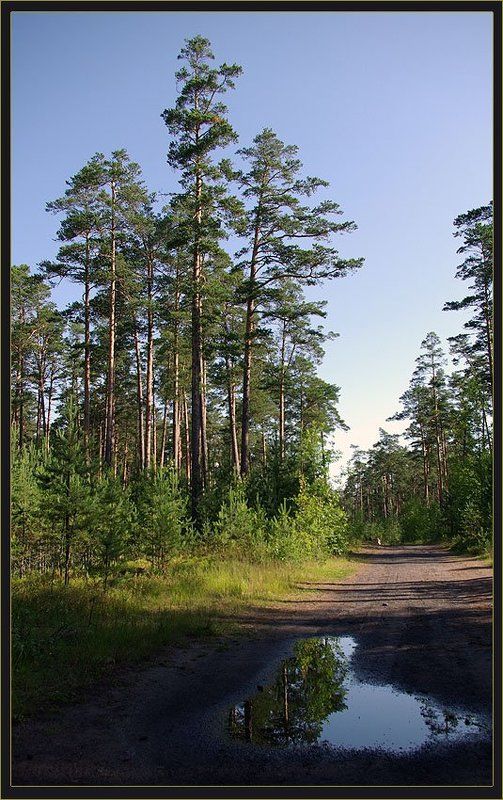 лес,дорога Дорогаphoto preview