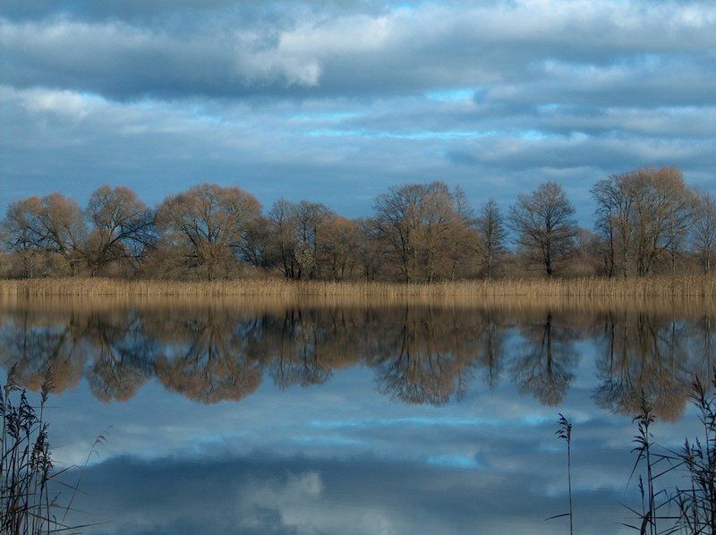 пруд, осень, вода, деревья,  отражения, камышь, облака Зеркальная гладьphoto preview