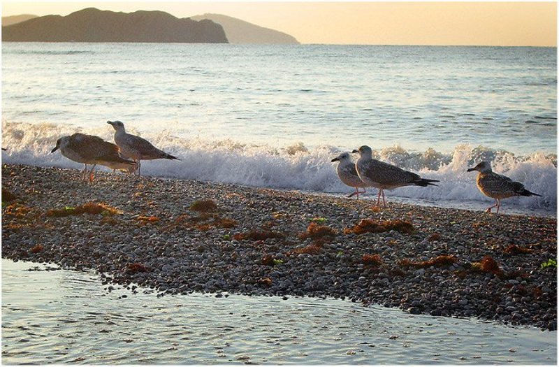 Прогулка на рассветеphoto preview