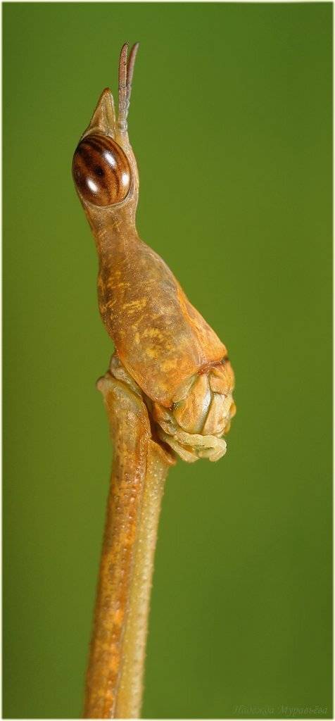 Длиннош-е-е-е. Автор: Надежда Муравьёва proscopia sp., длинноголовая саранча (proscopiidae, acridoidea, caelifera), Надежда Муравьёва