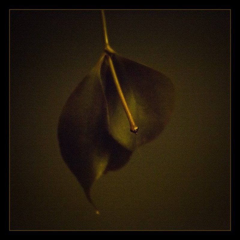 adobe, photoshop, lightroom, 3, beta Листьяphoto preview