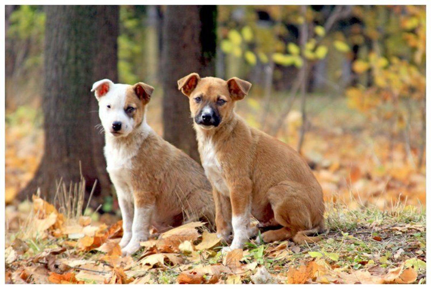 щенки, усадьба, суханово, осень, Валентин