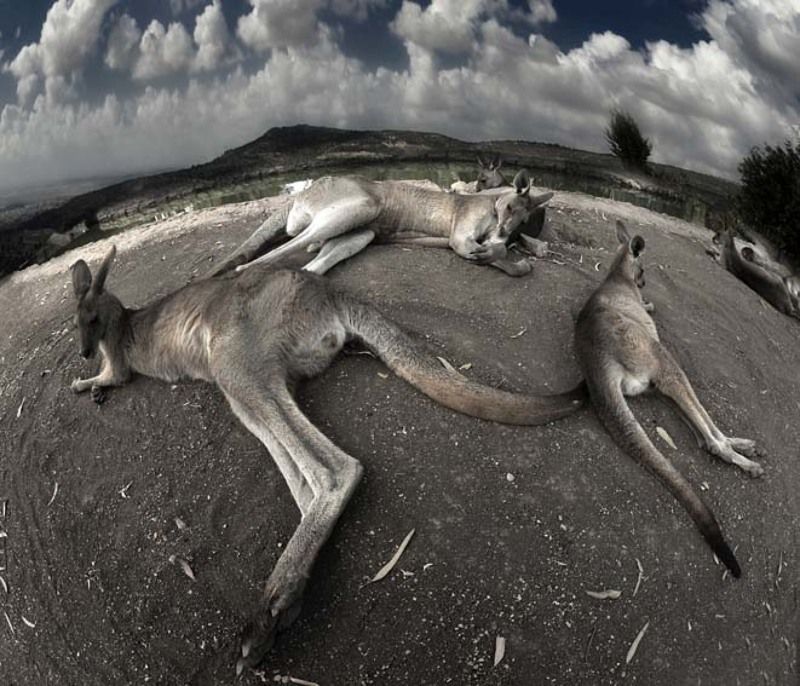 Планета сонных кенгуру...photo preview