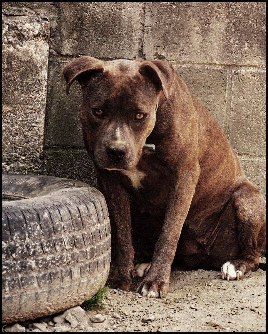 Автор: Alexey Volkov , Alexey Volkov