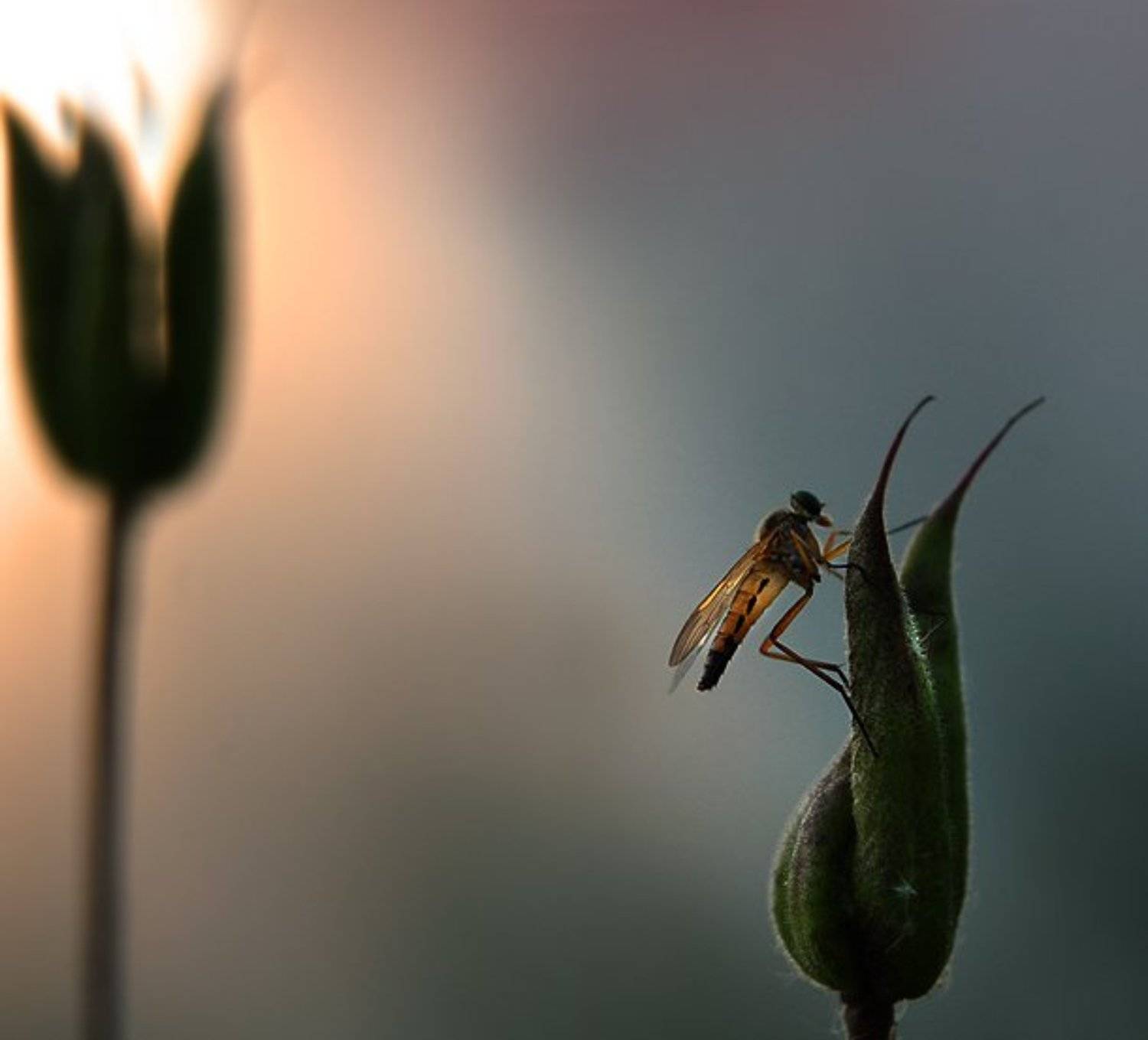 , &bull;**/ASSOL**&bull;