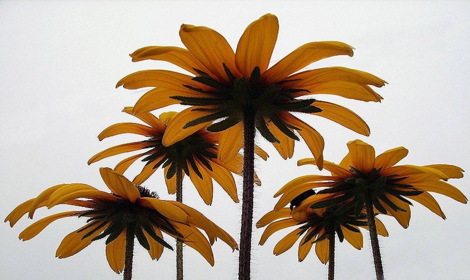 Пальмочки. Автор: ANGEL-B , ANGEL-B