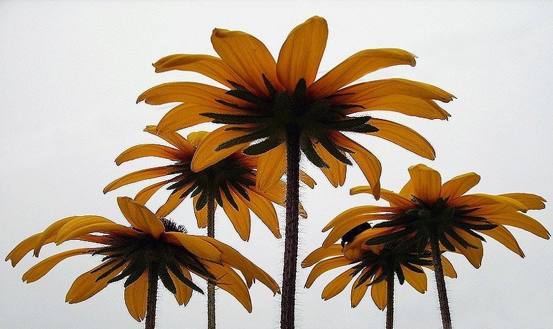 Пальмочкиphoto preview