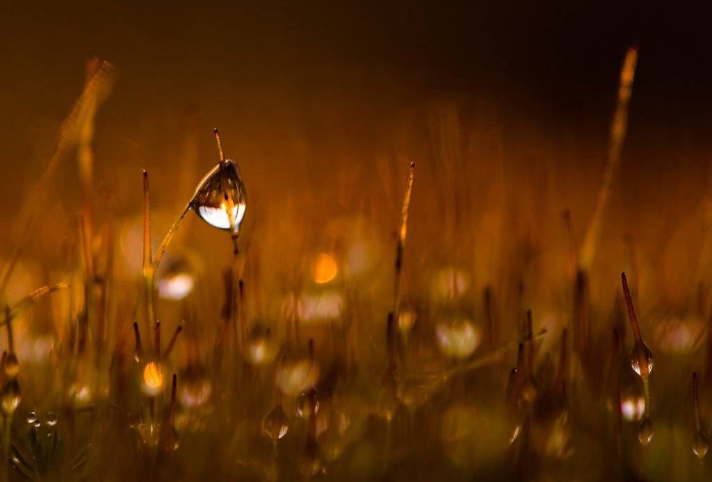 мох, свет, капли, Юлия