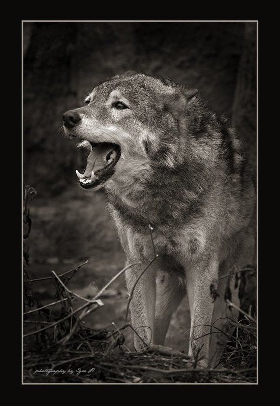 волчья радость...photo preview