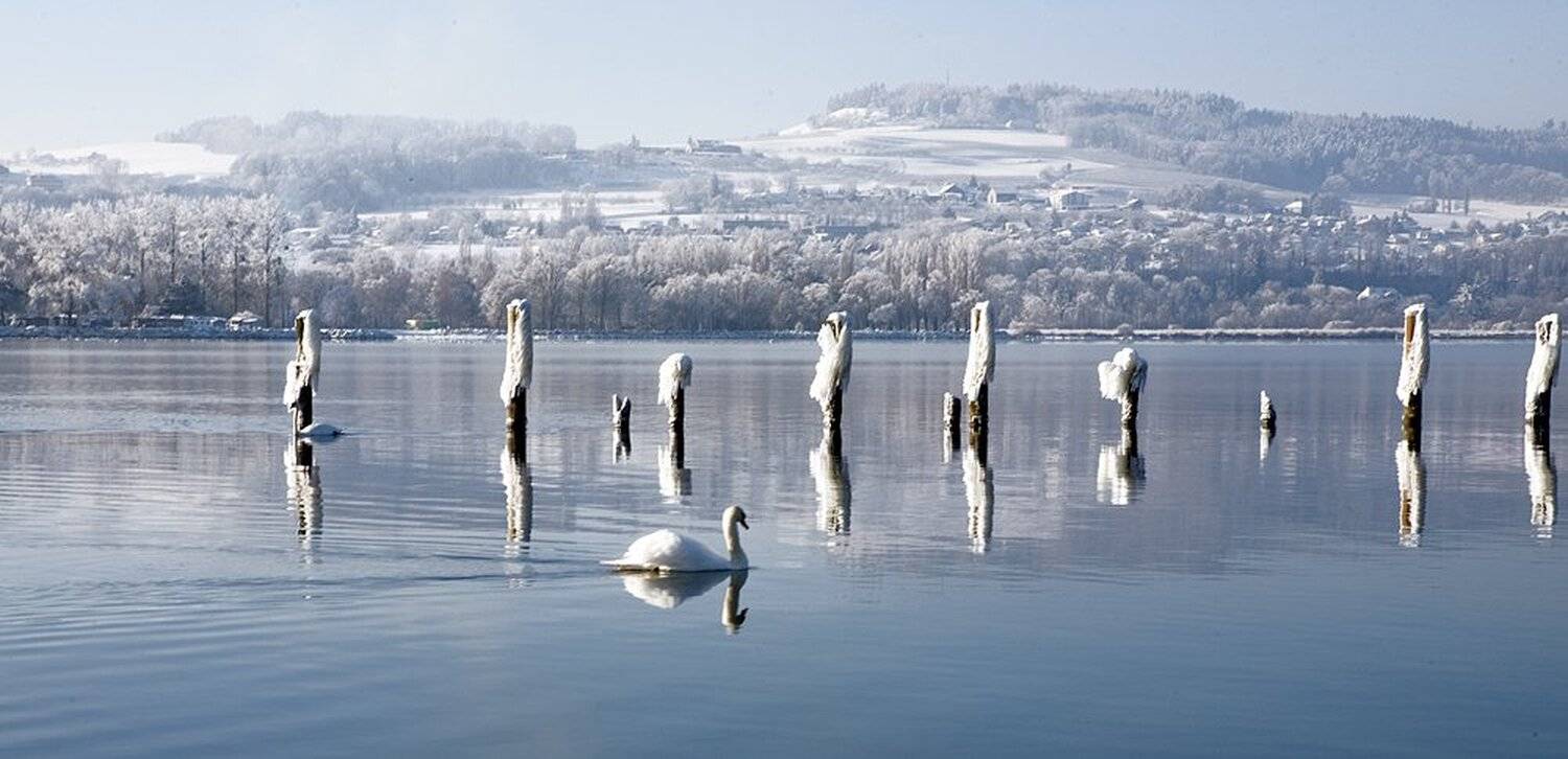 лебединое озеро. Автор: Maria Karasova , Maria Karasova
