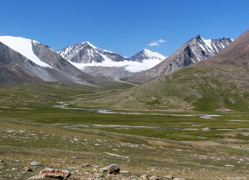 памир, горы, яки, На заливных лугах Памираphoto preview