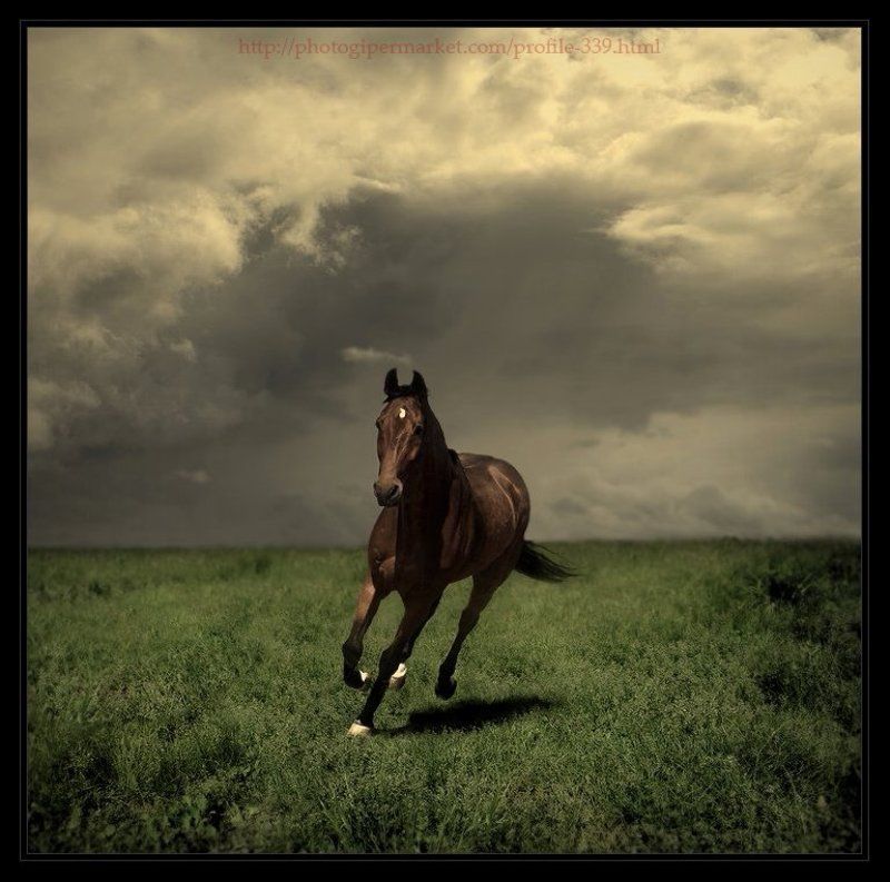 ветер догнатьphoto preview