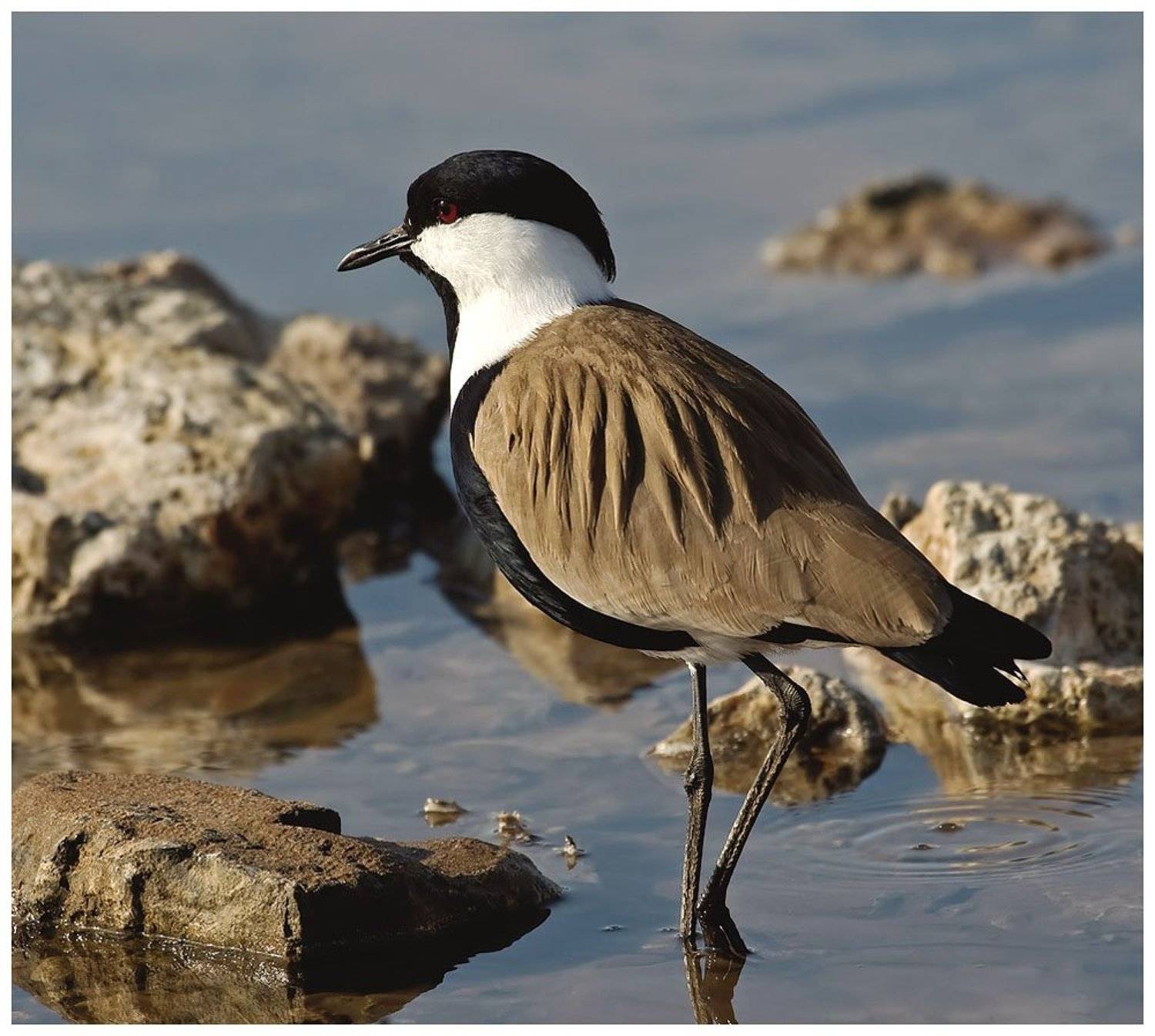 шпорцевый, чибис, израиль, Elizabeth Etkind