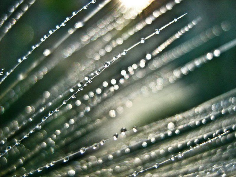 Росинкиphoto preview