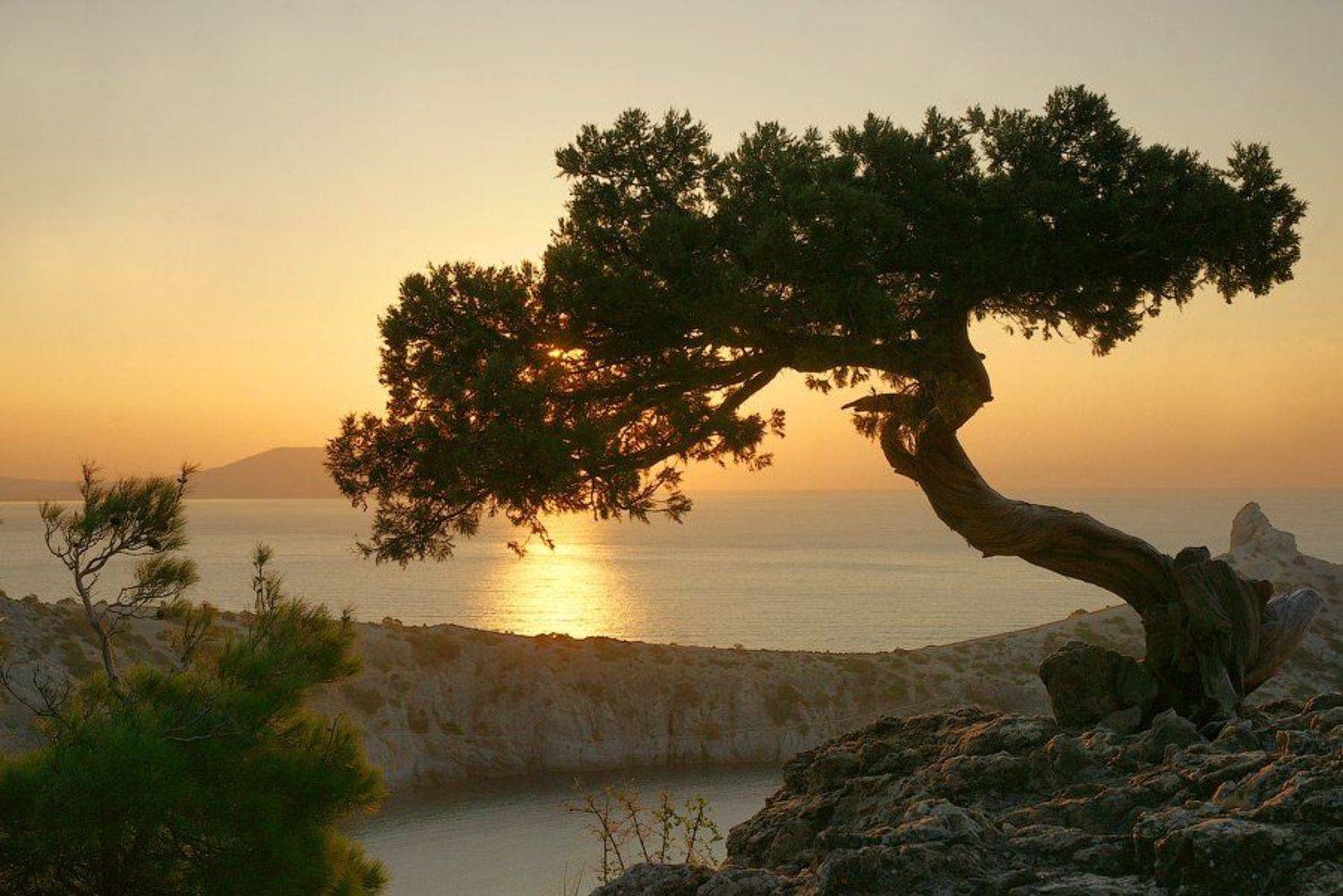 Рассветное... Автор: senjor крым, дерево, рассвет., senjor