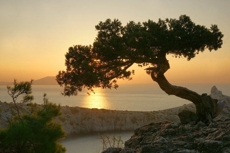 крым, дерево, рассвет. Рассветное..photo preview