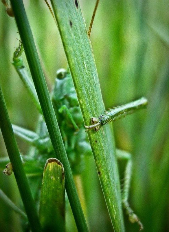 монстрphoto preview