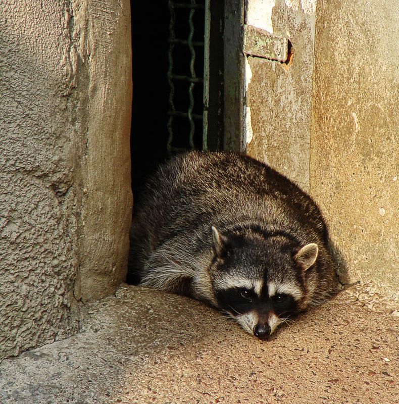 Жизнь уголовнаяphoto preview