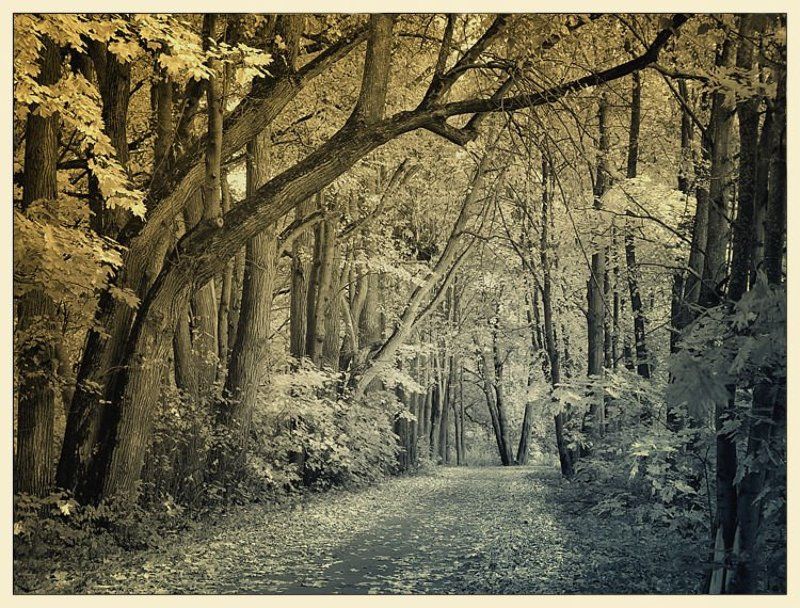 валентин, суханово старый парк Суханово. В старом парке осень...photo preview