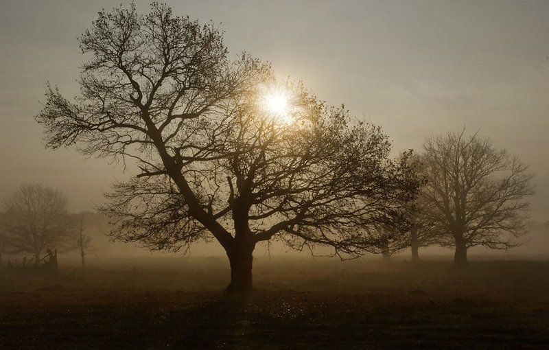 Просто дубphoto preview