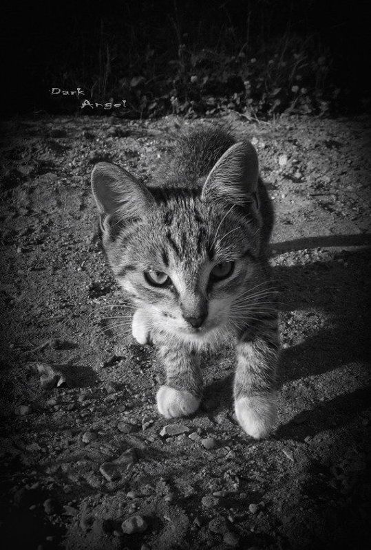 тигренок,луна тигренок на лунеphoto preview