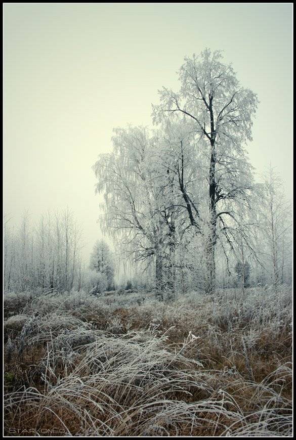 , Константин Стародубцев