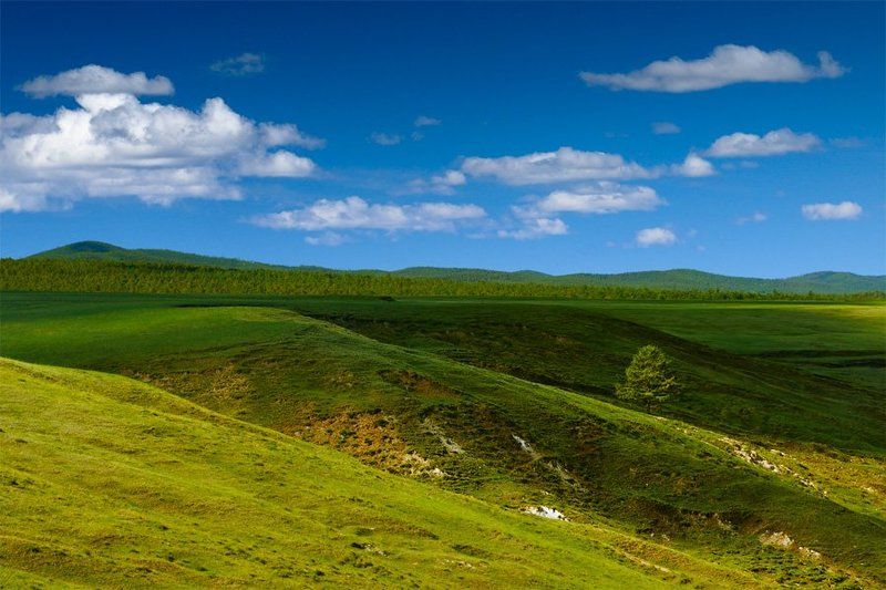 байкал, остров ольхон, одинокое дерево дерево шаманаphoto preview