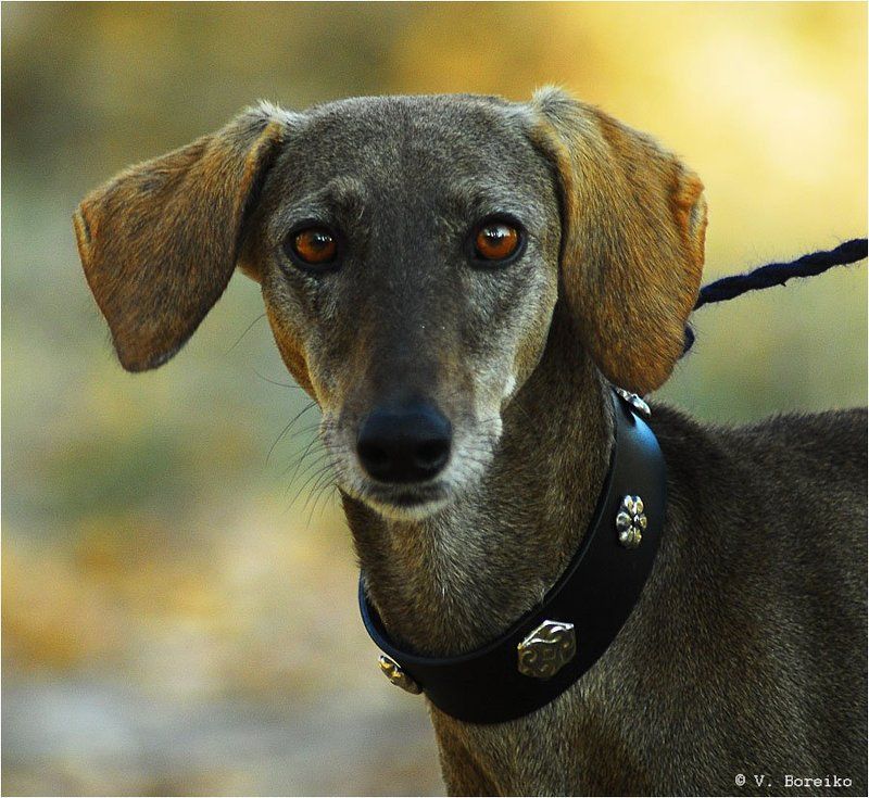 Тазыphoto preview