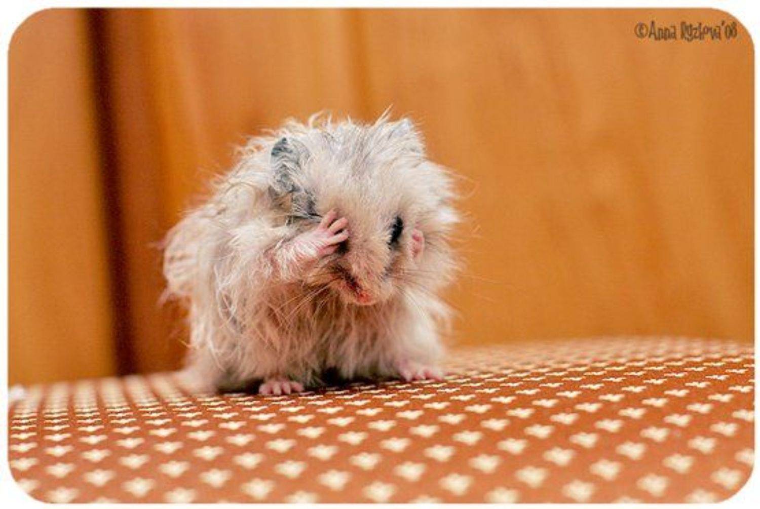 humster,pets, multiwords