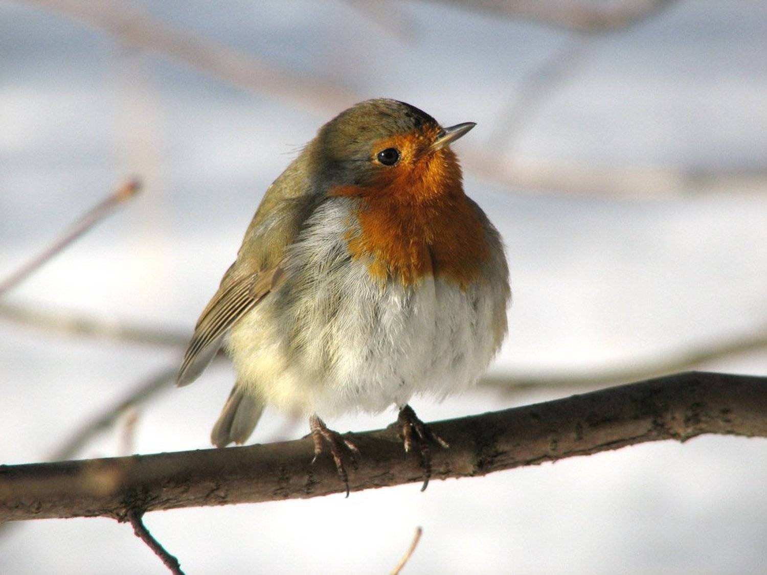 птица, малиновка, зарянка, зима, Юрий Соколков