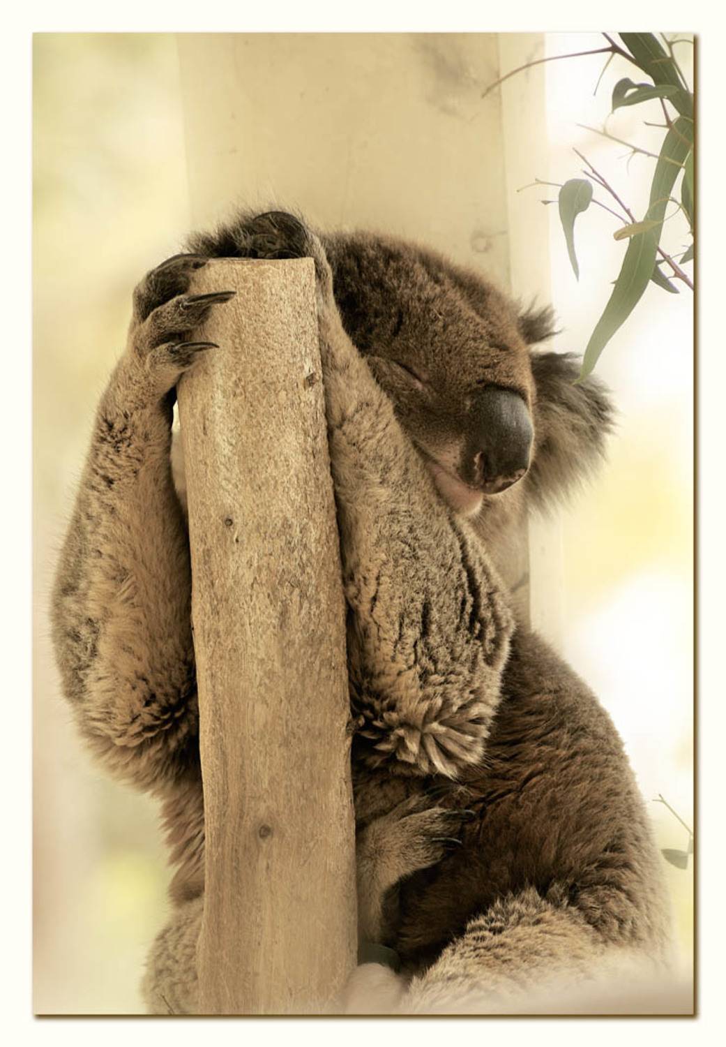 коала, сон, дерево, Татьяна Гориловская