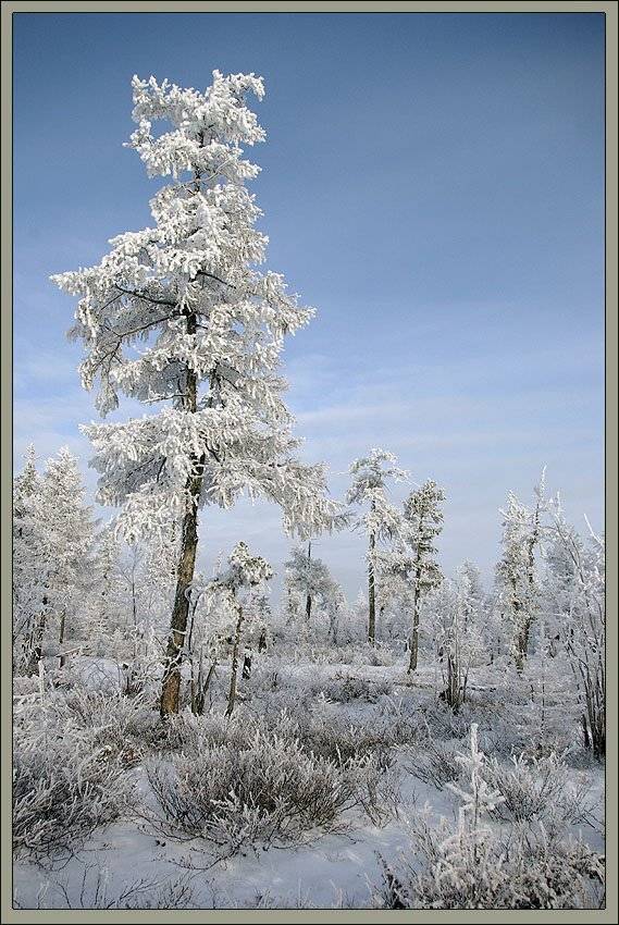 Зимнее настроение. Автор: Солодухин Виктор тайга,зима, Солодухин Виктор