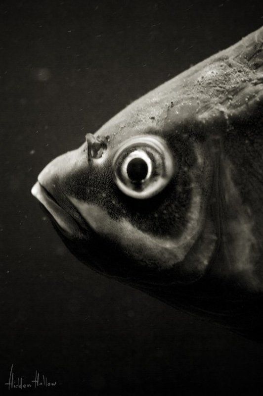 Портрет рыбыphoto preview