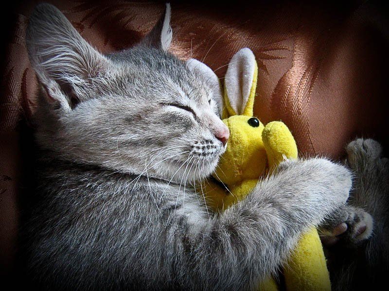 Спят усталые игрушкиphoto preview