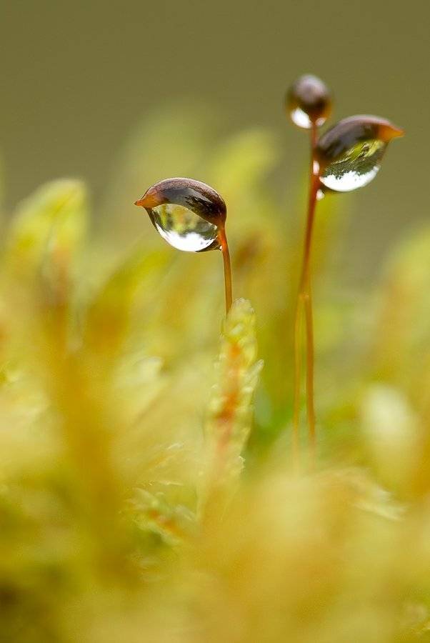 Мокрые. Автор: Юлия мох, капли, Юлия