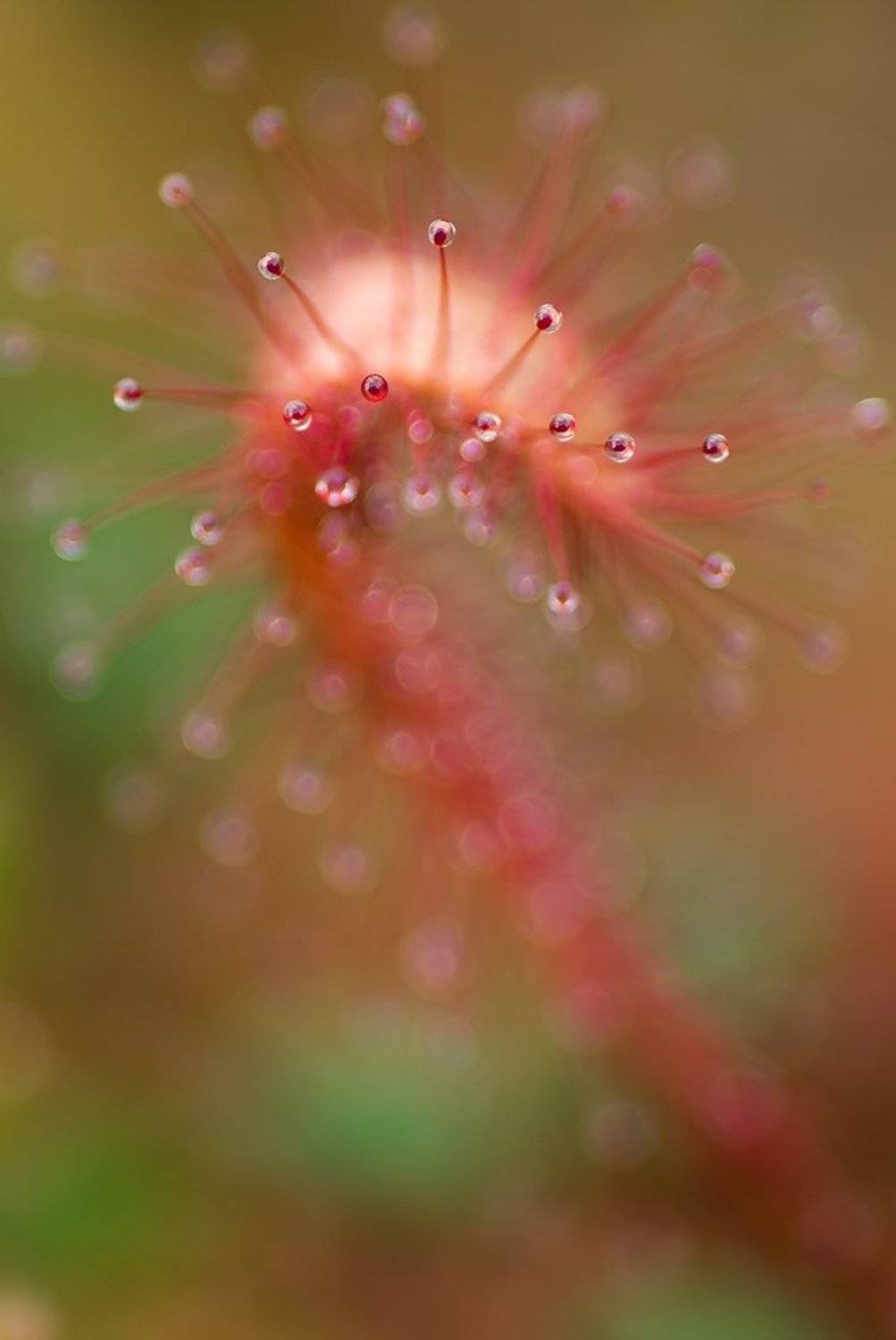 росянка, бисер, Юлия