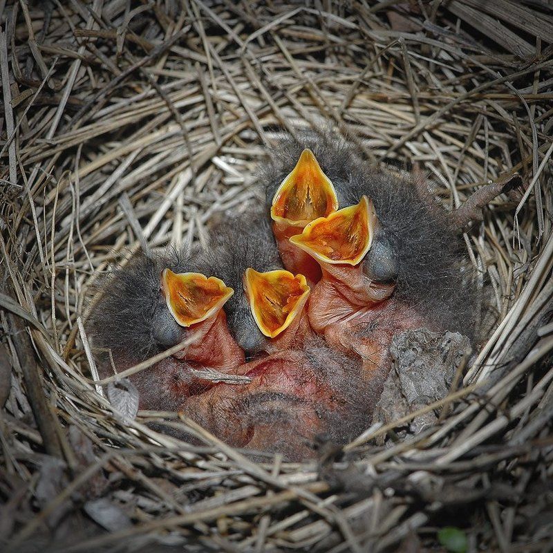 МА-МА-А-А-А-А ! ! ! . . .photo preview