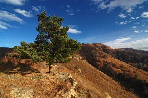 Итальянская сосна